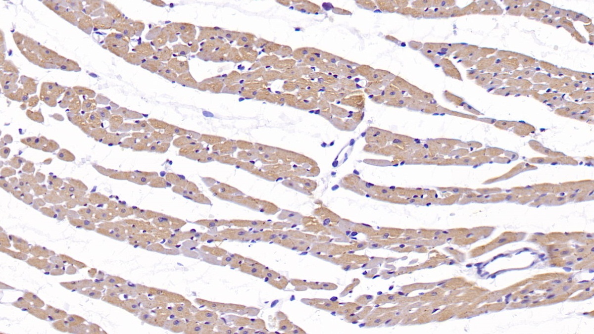 Monoclonal Antibody to Interleukin 18 (IL18)