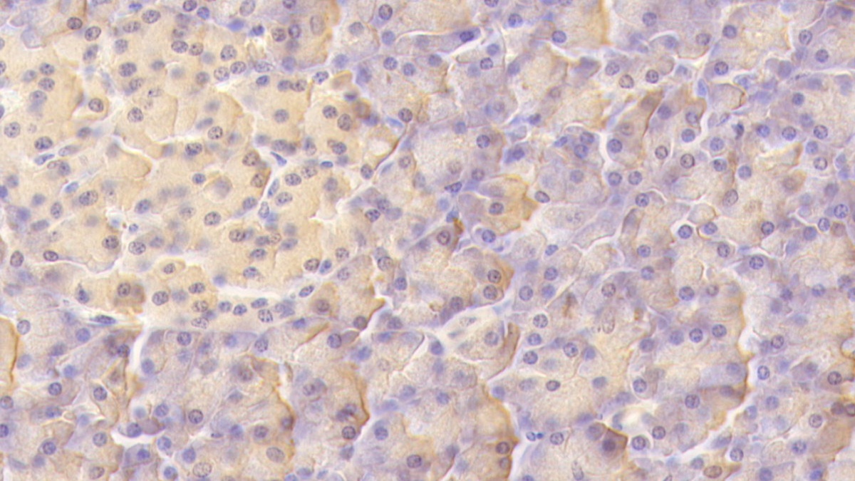 Monoclonal Antibody to Leukemia Inhibitory Factor (LIF)