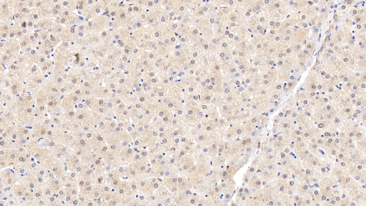 Monoclonal Antibody to Matrix Metalloproteinase 13 (MMP13)