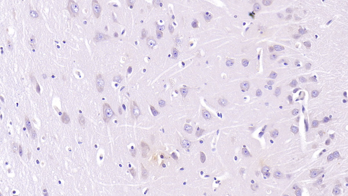 Monoclonal Antibody to Neurotrophin 3 (NT3)