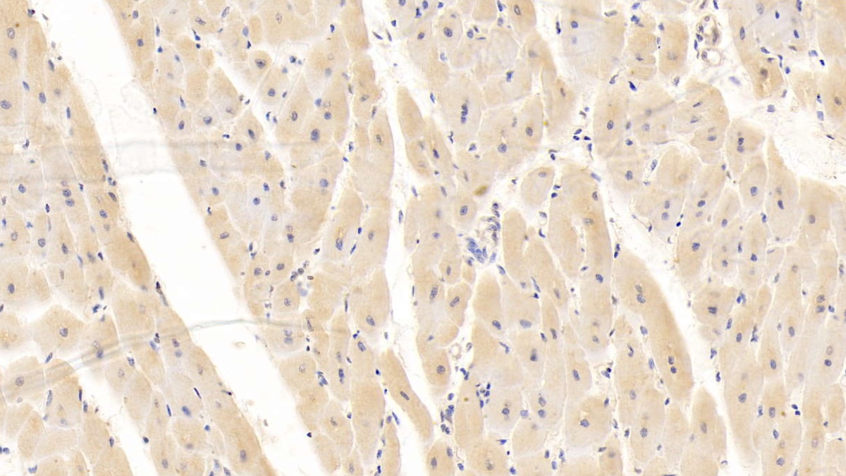 Monoclonal Antibody to Cluster Of Differentiation 40 Ligand (CD40L)