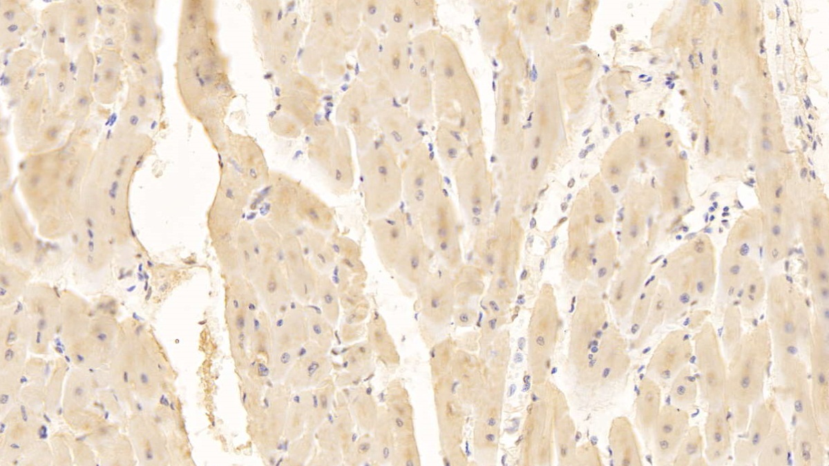 Monoclonal Antibody to Cluster Of Differentiation 40 Ligand (CD40L)