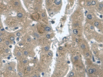 Monoclonal Antibody to Transforming Growth Factor Alpha (TGFa)