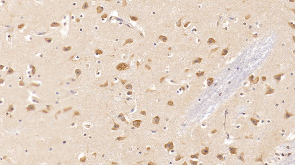 Monoclonal Antibody to Tyrosine Kinase With Immunoglobulin Like And EGF Like Domains Protein 1 (Tie1)