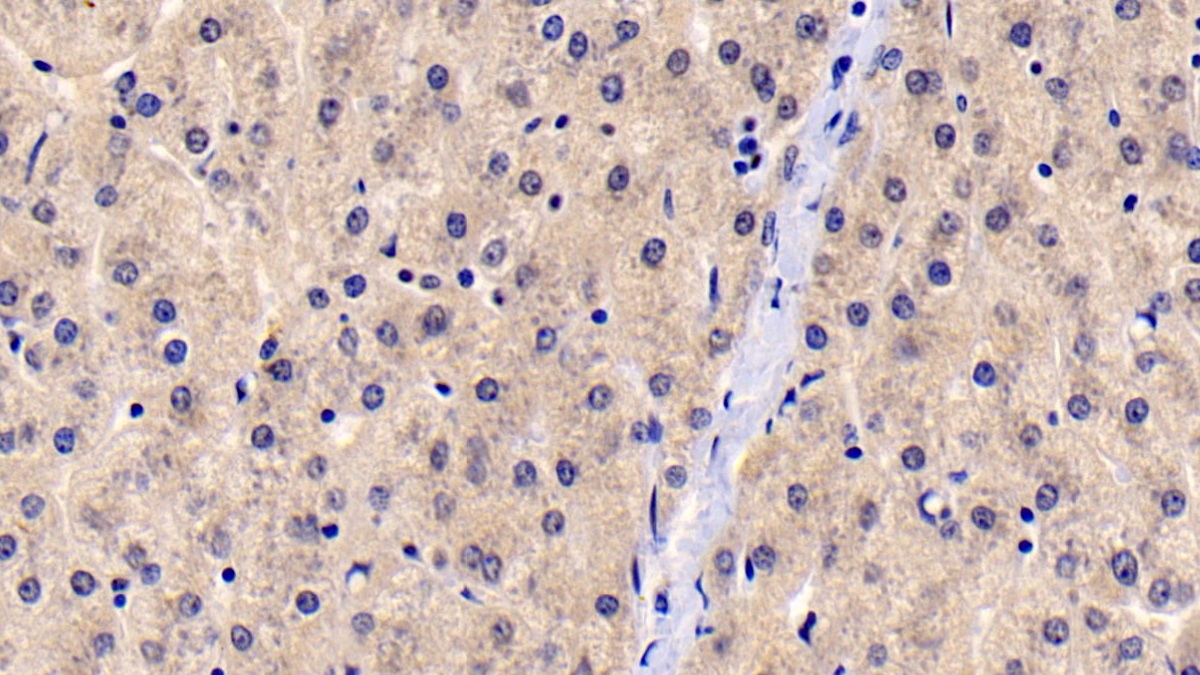 Monoclonal Antibody to Cyclophilin B (CYPB)