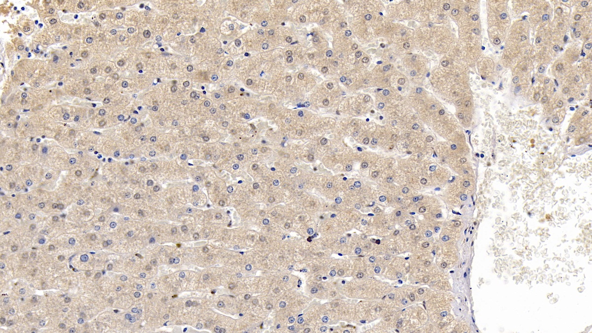 Monoclonal Antibody to Apolipoprotein C1 (APOC1)