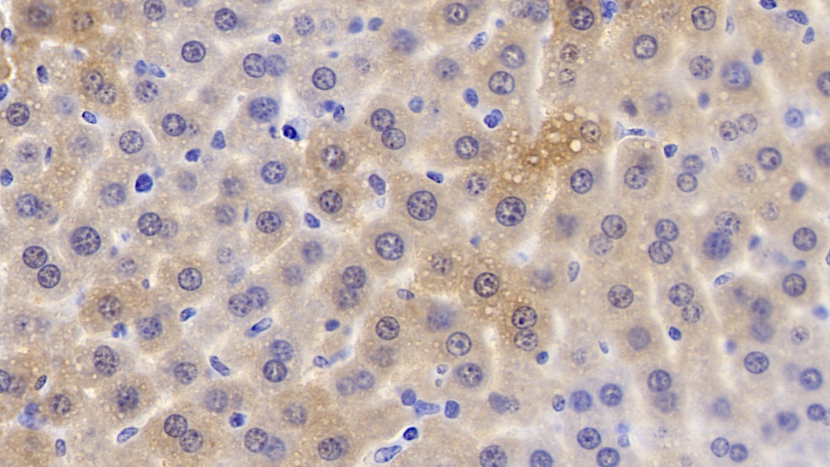 Monoclonal Antibody to Apolipoprotein C1 (APOC1)