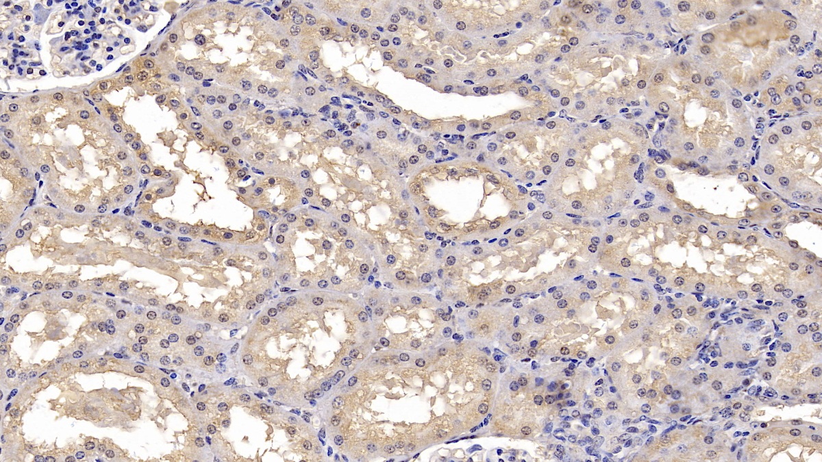 Monoclonal Antibody to Calnexin (CNX)