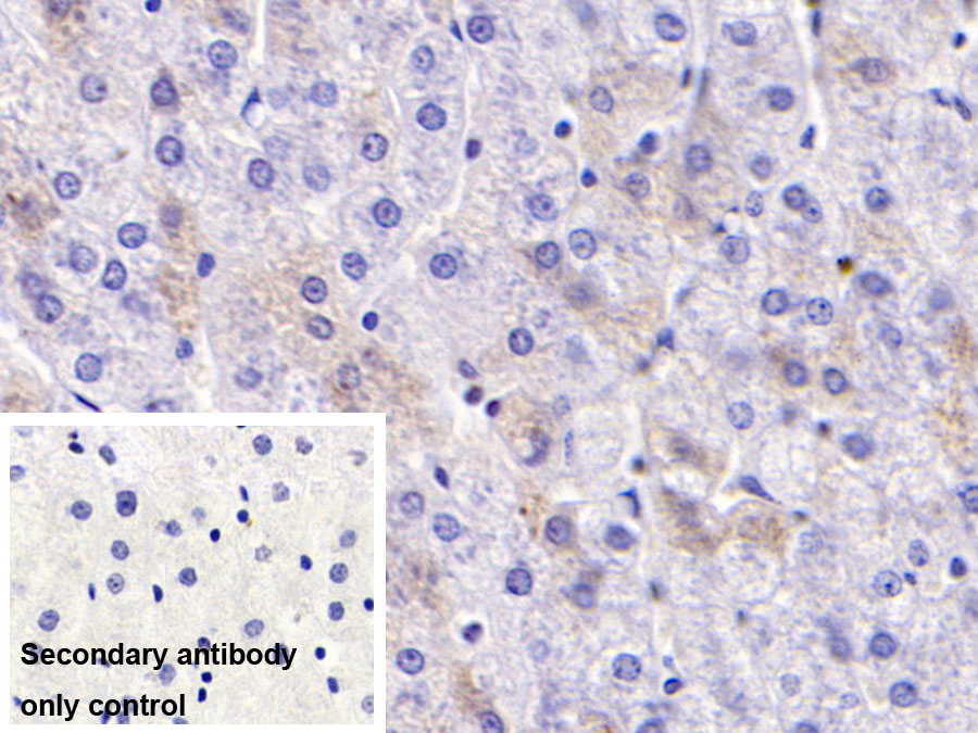 Monoclonal Antibody to Apolipoprotein H (APOH)