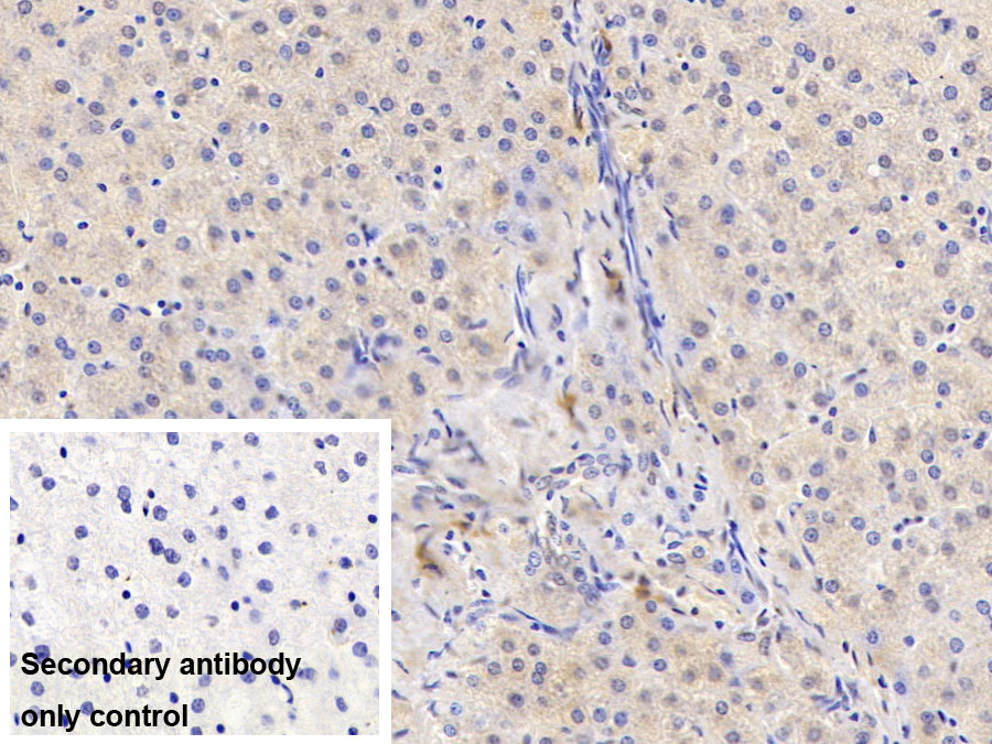 Monoclonal Antibody to Apolipoprotein H (APOH)