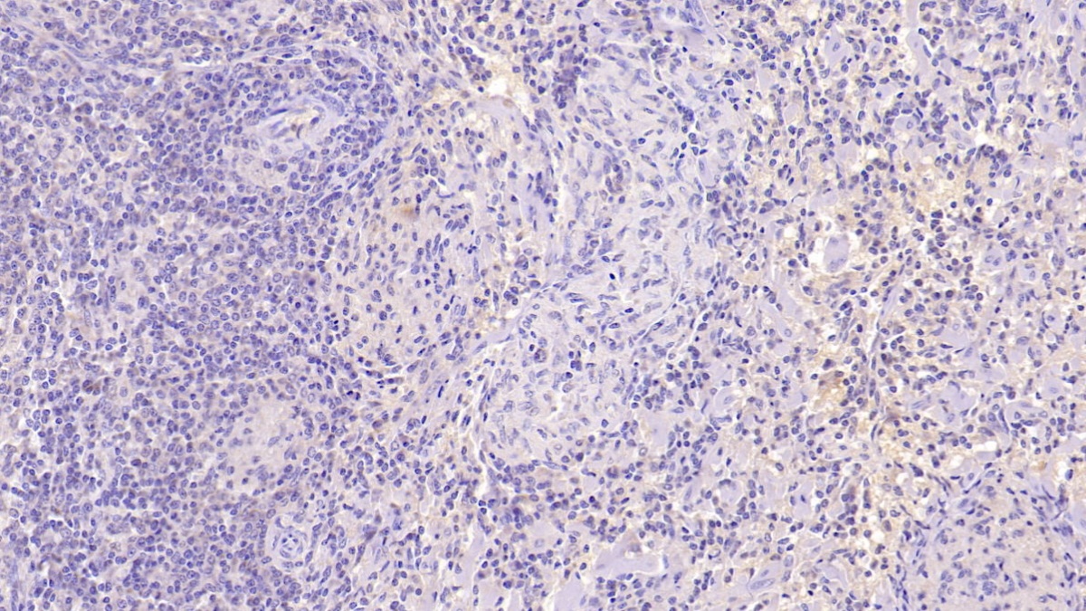 Monoclonal Antibody to Neurogranin (NRGN)