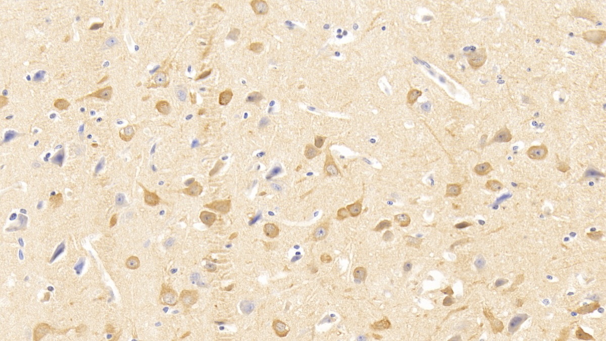 Monoclonal Antibody to Neurogranin (NRGN)