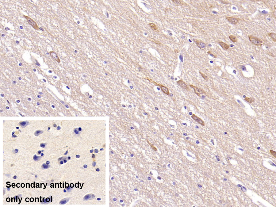 Monoclonal Antibody to Neurogranin (NRGN)