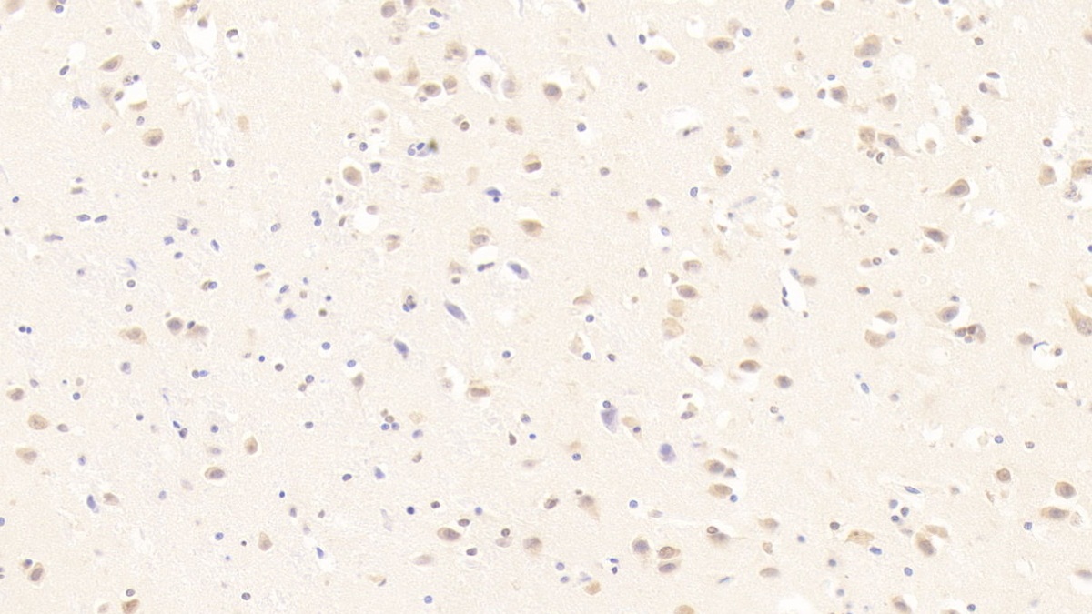 Monoclonal Antibody to Myelin Oligodendrocyte Glycoprotein (MOG)