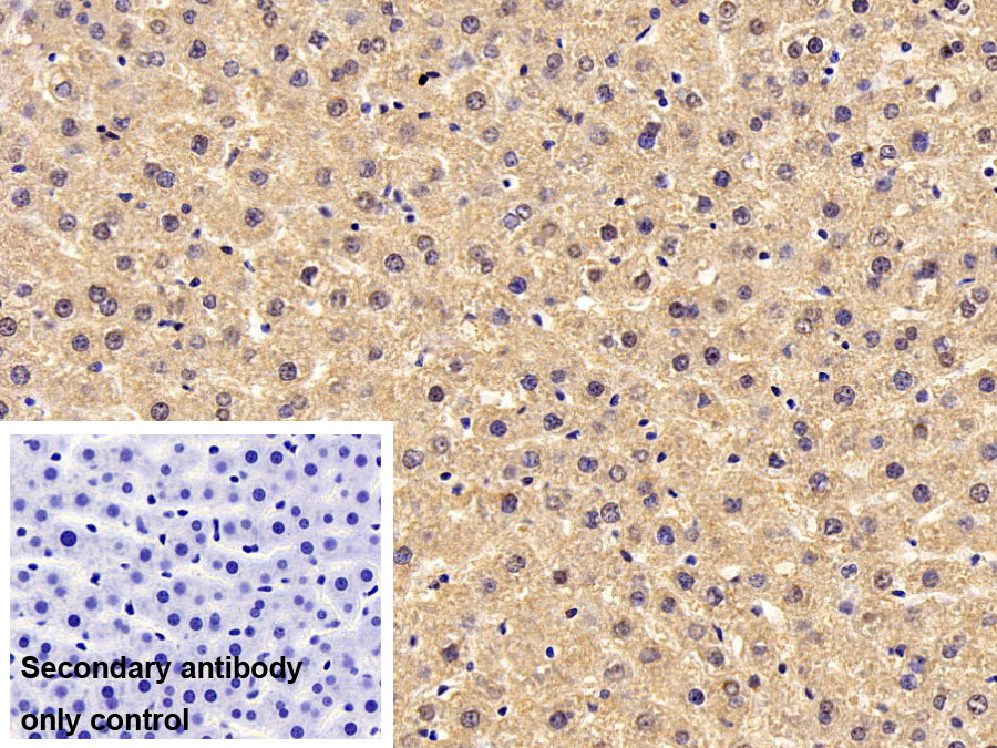 Monoclonal Antibody to Octamer Binding Transcription Factor 4 (OCT4)