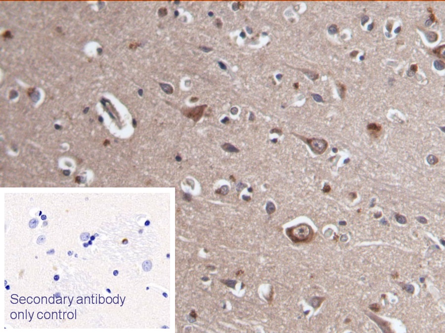 Monoclonal Antibody to Neurokinin A (NKA)