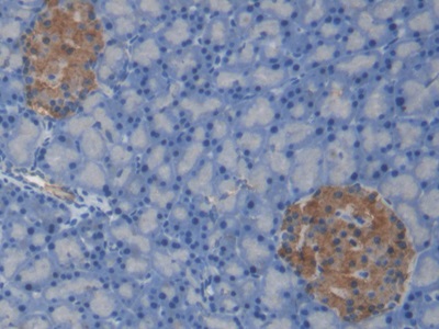 Monoclonal Antibody to C-Peptide (CP)