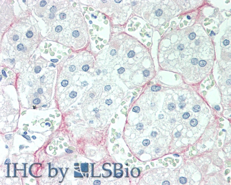 Monoclonal Antibody to Cortisol (Cor)