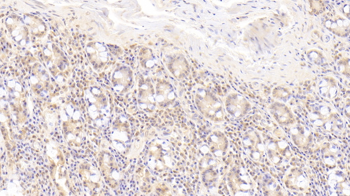 Monoclonal Antibody to Cluster Of Differentiation 55 (CD55)