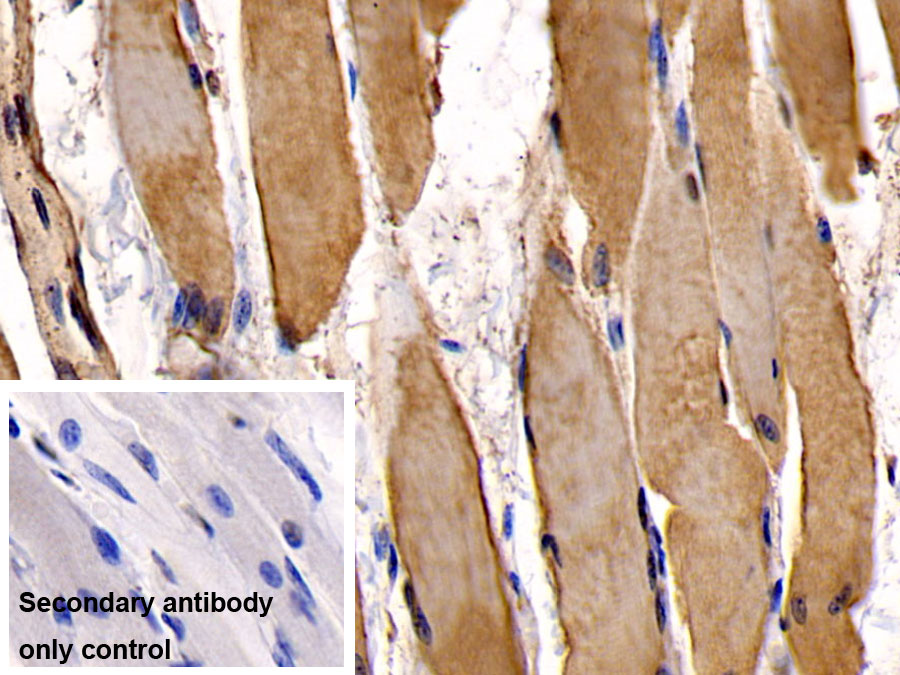 Monoclonal Antibody to Osteocalcin (OC)