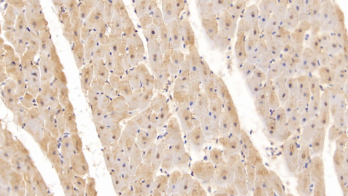 Monoclonal Antibody to Myoglobin (MYO)