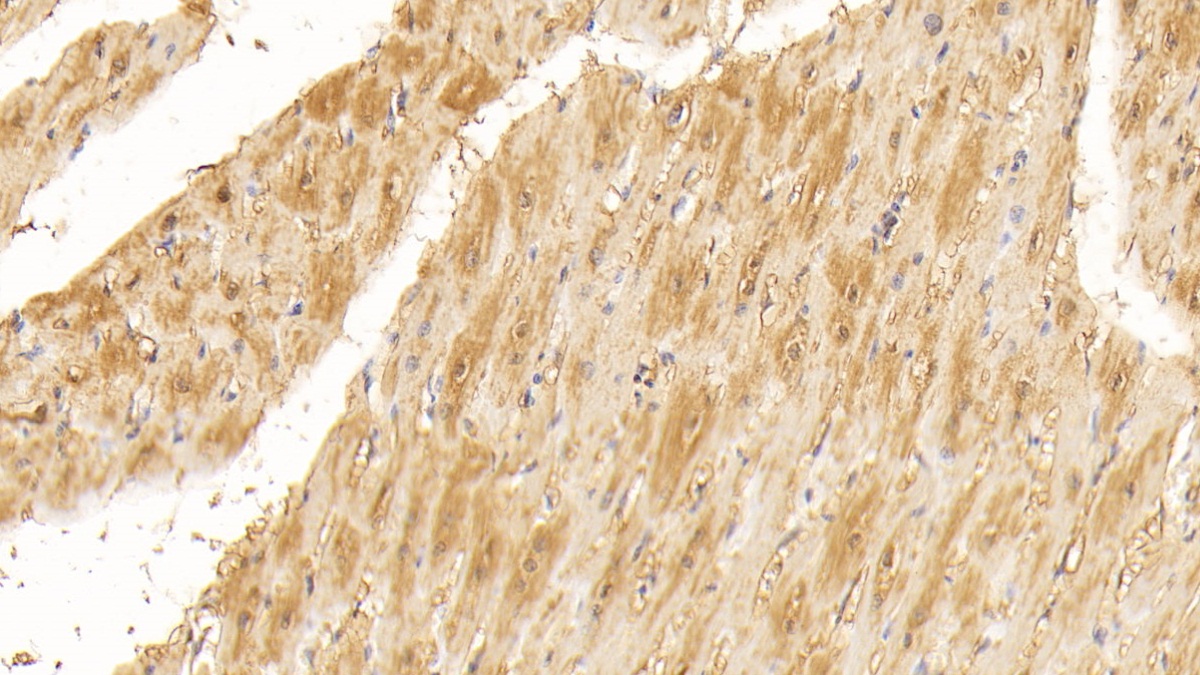 Monoclonal Antibody to Myoglobin (MYO)