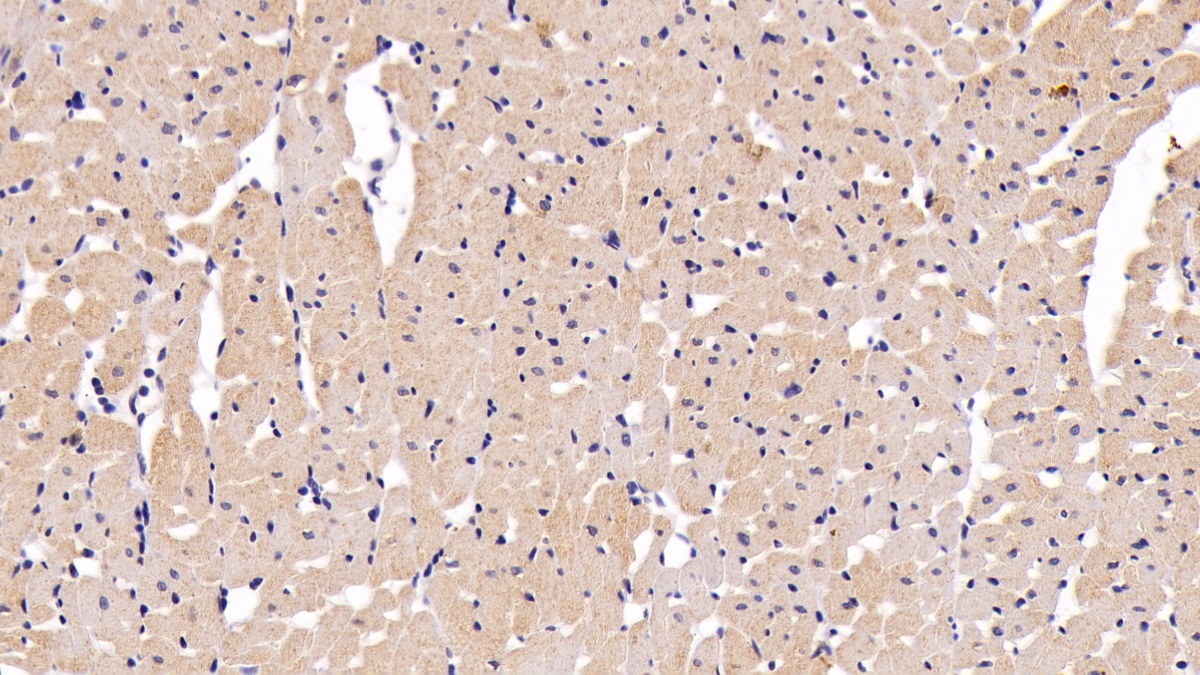 Monoclonal Antibody to Myoglobin (MYO)