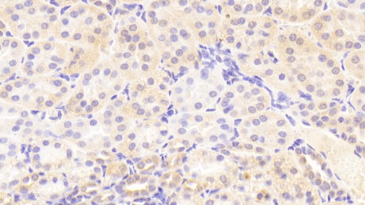 Monoclonal Antibody to Epidermal Growth Factor (EGF)