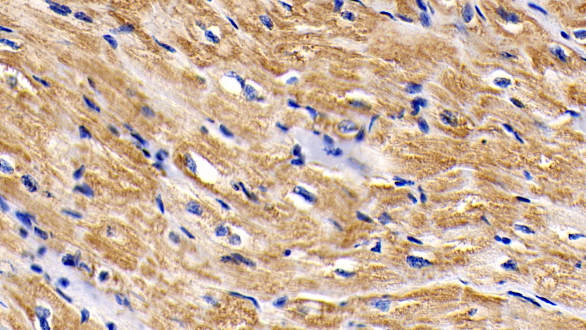 Monoclonal Antibody to Cytochrome C (CYCS)