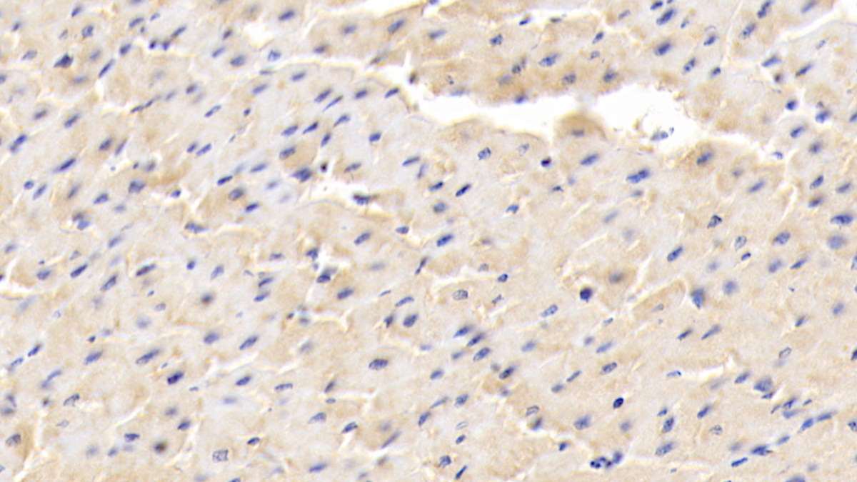 Monoclonal Antibody to Adiponectin (ADPN)