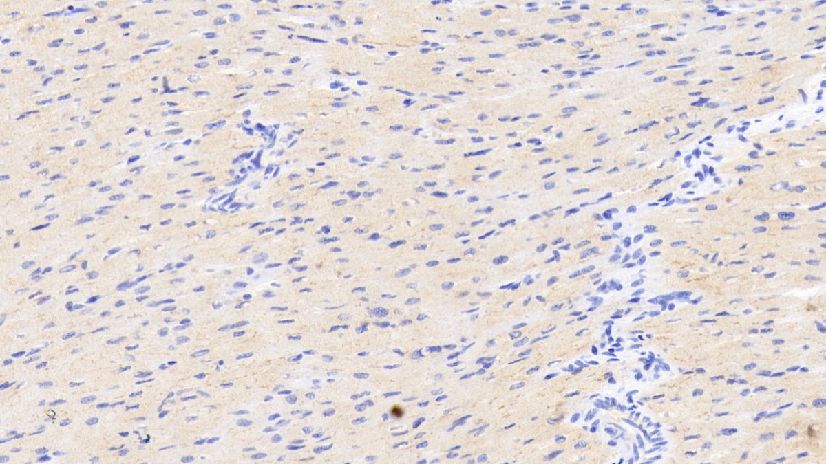 Monoclonal Antibody to Adiponectin (ADPN)