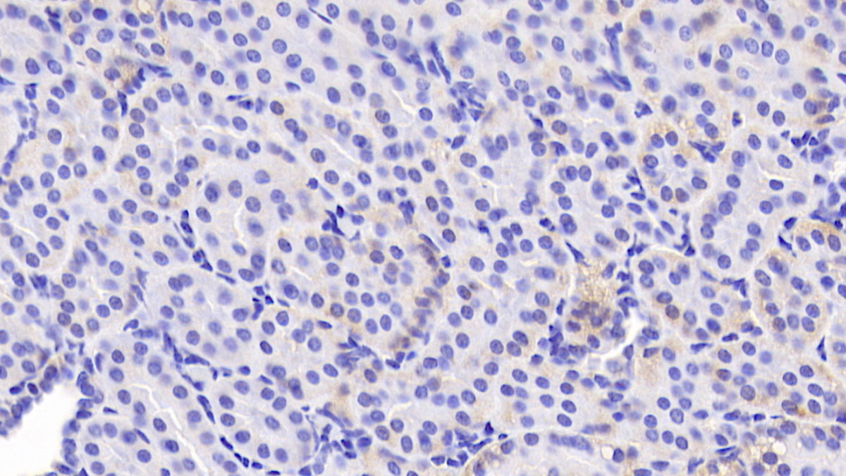 Monoclonal Antibody to Adiponectin (ADPN)