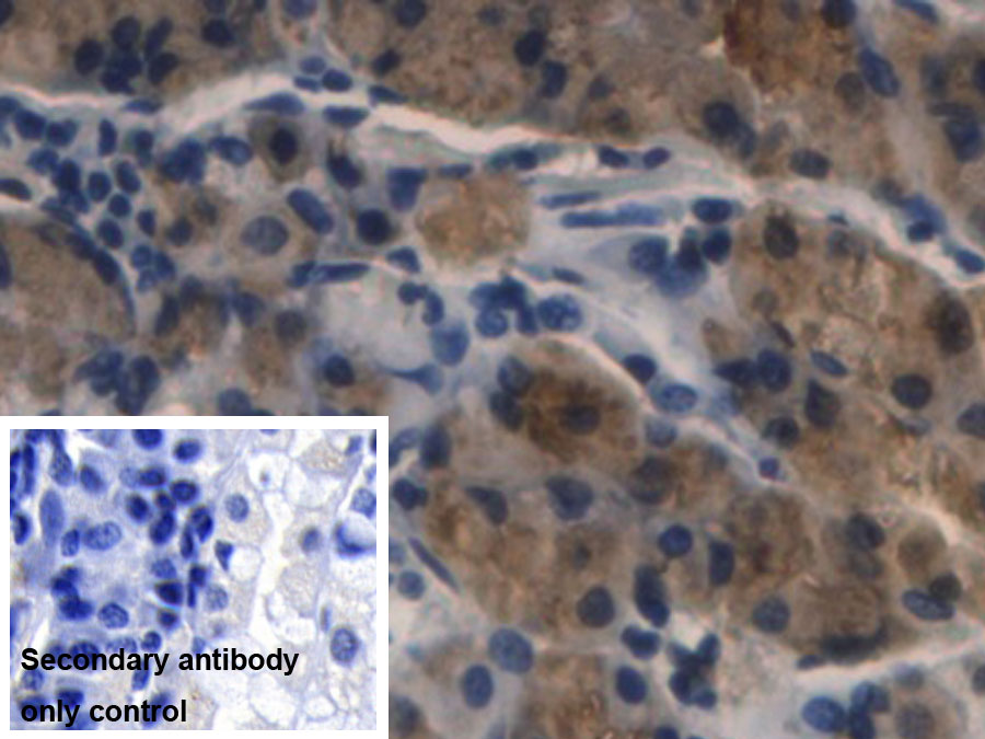 Monoclonal Antibody to Pepsin (PP)