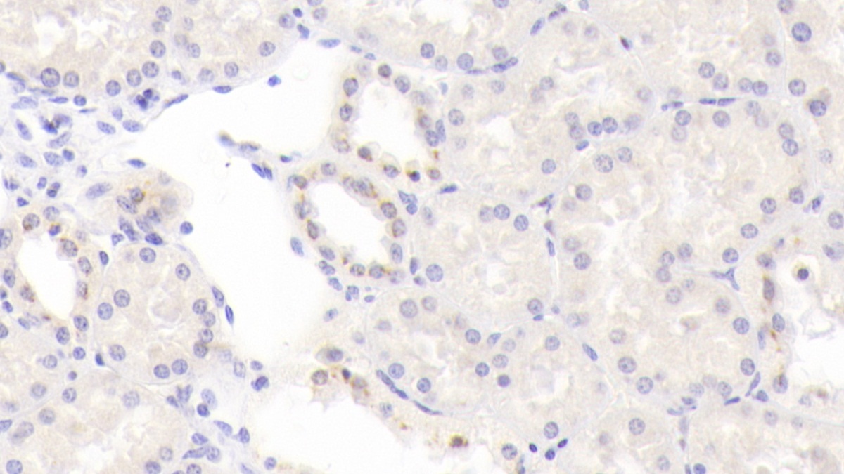 Monoclonal Antibody to Bone Morphogenetic Protein 6 (BMP6)