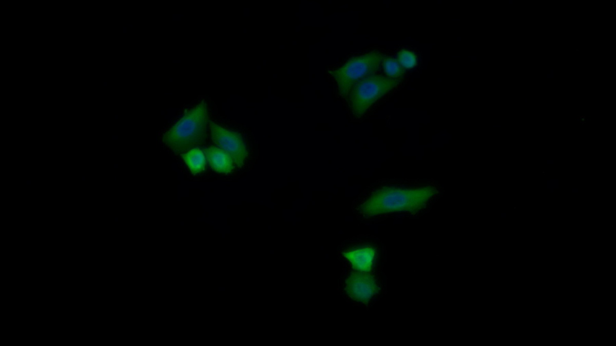 Monoclonal Antibody to Thioredoxin (Trx)