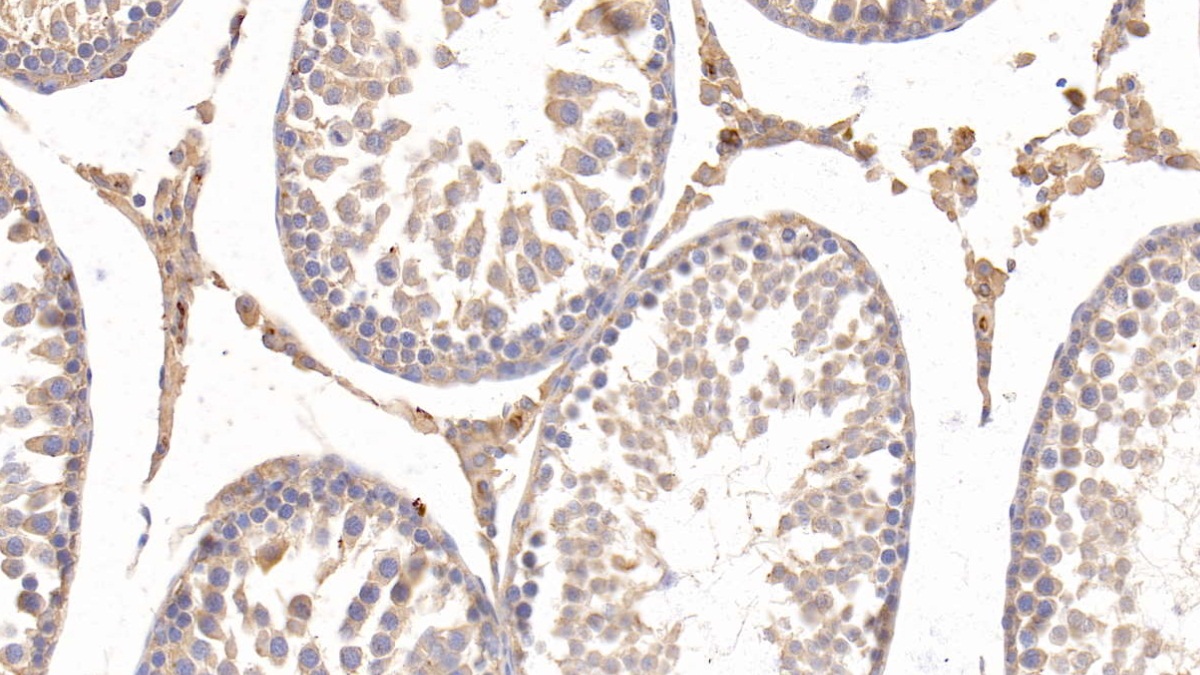 Monoclonal Antibody to Apolipoprotein E (APOE)