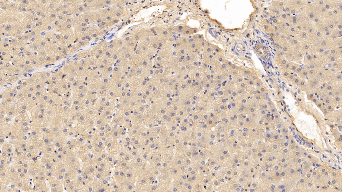 Monoclonal Antibody to Prothrombin Fragment 1+2 (F1+2)