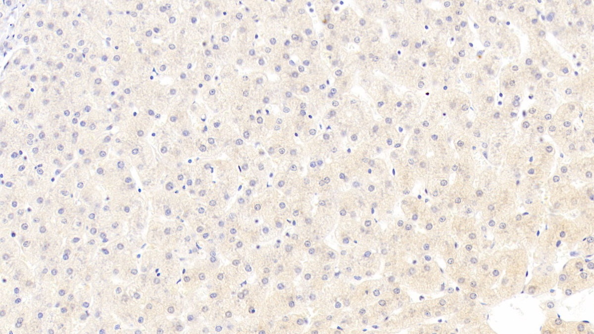 Monoclonal Antibody to Beta-Site APP Cleaving Enzyme 1 (bACE1)