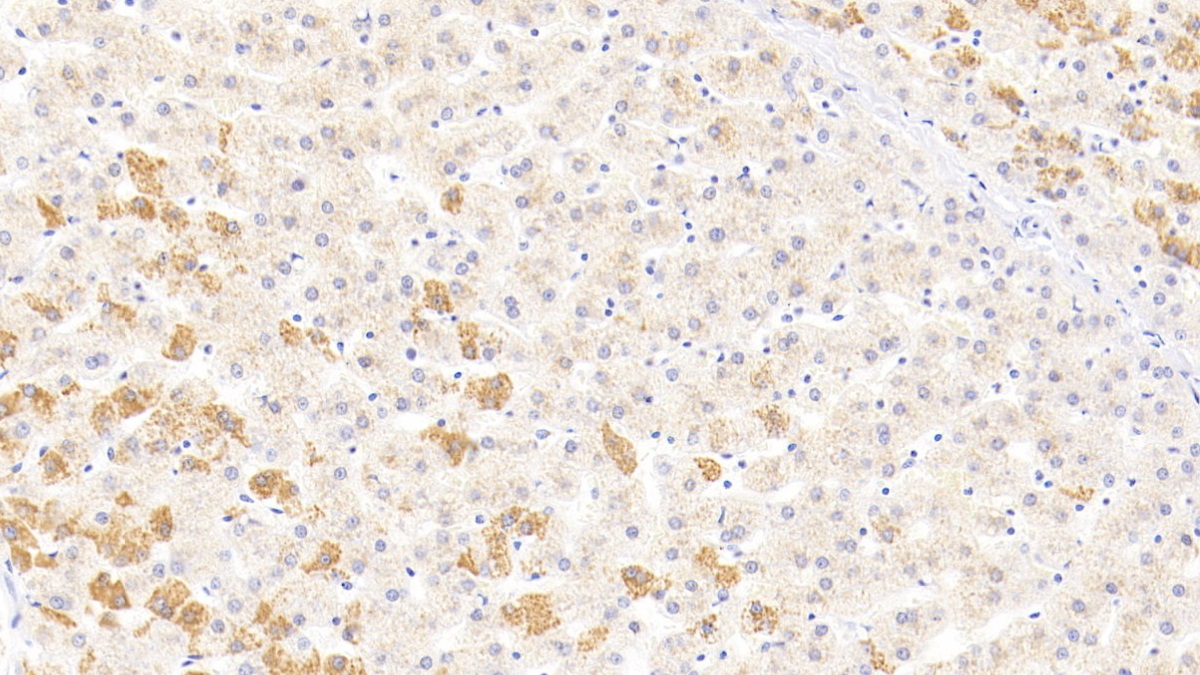 Monoclonal Antibody to Beta-Site APP Cleaving Enzyme 1 (bACE1)