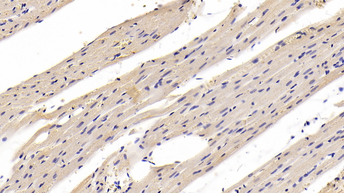 Monoclonal Antibody to Myosin Heavy Chain 1 (MYH1)