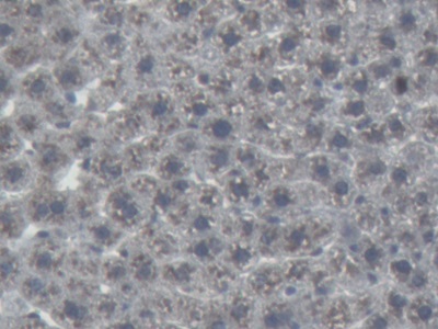 Monoclonal Antibody to Angiotensinogen (AGT)