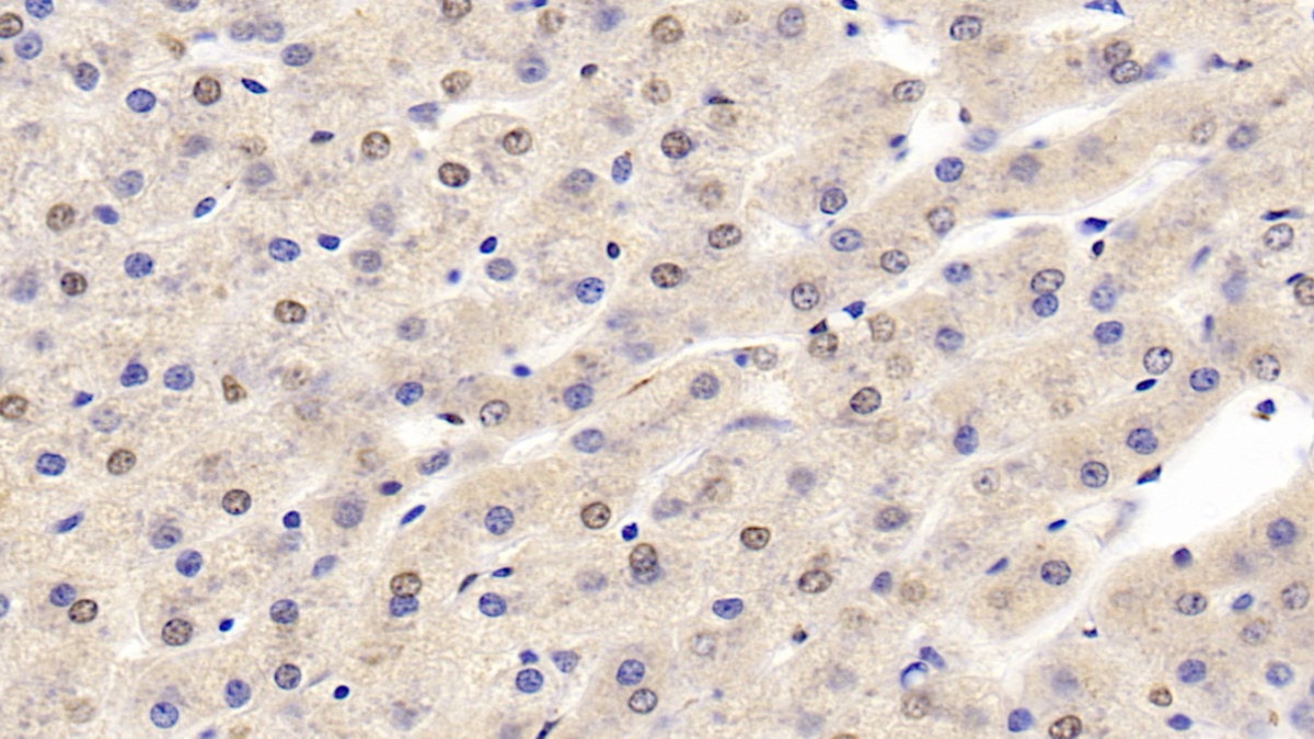 Monoclonal Antibody to Hypoxia Inducible Factor 1 Alpha (HIF1a)