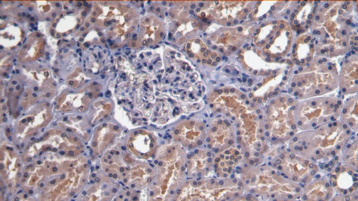 Monoclonal Antibody to Bone Morphogenetic Protein 7 (BMP7)