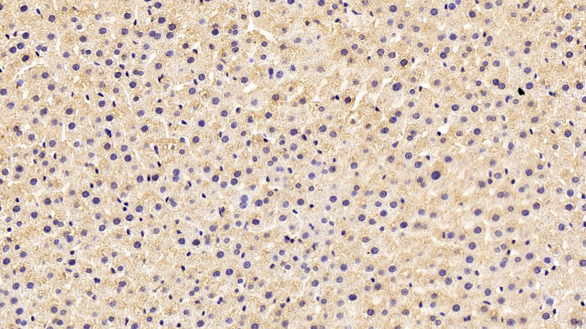 Monoclonal Antibody to Coagulation Factor II (F2)