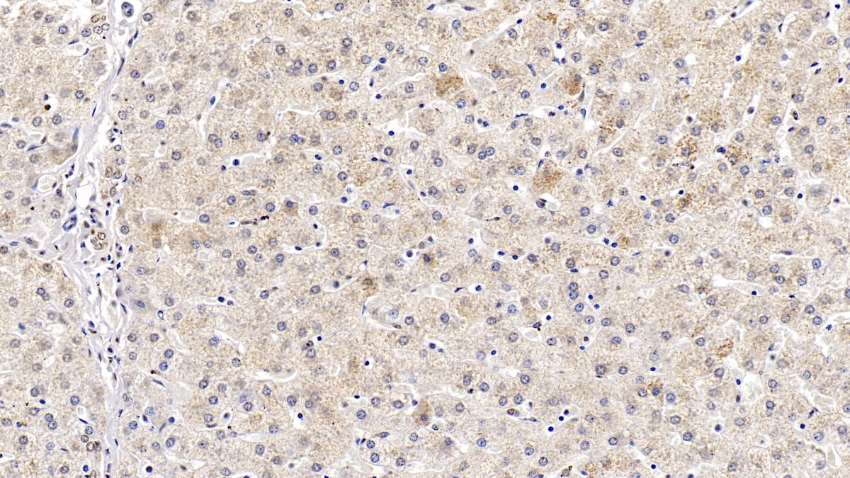 Monoclonal Antibody to Heat Shock Protein 60 (Hsp60)