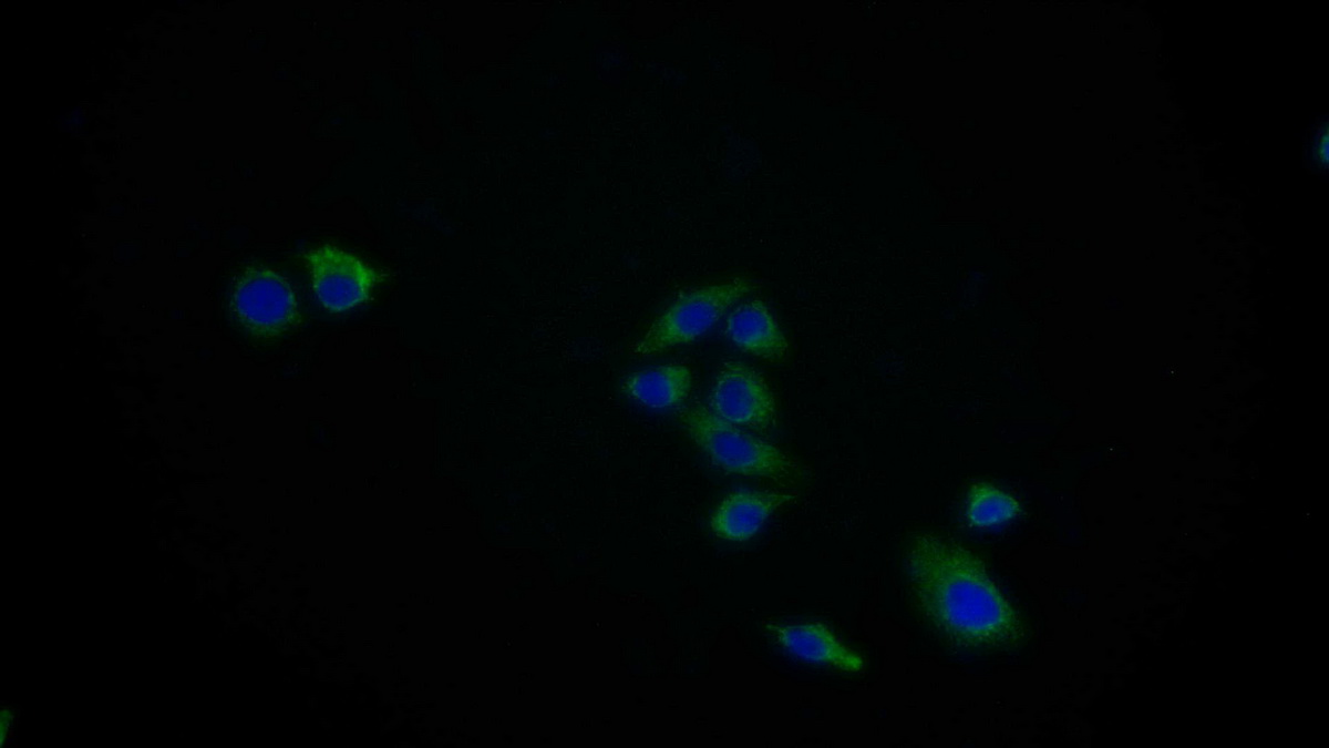 Monoclonal Antibody to Heat Shock Protein 60 (Hsp60)