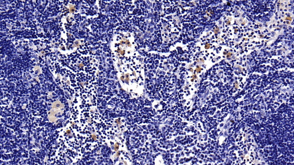 Monoclonal Antibody to Caspase 8 (CASP8)