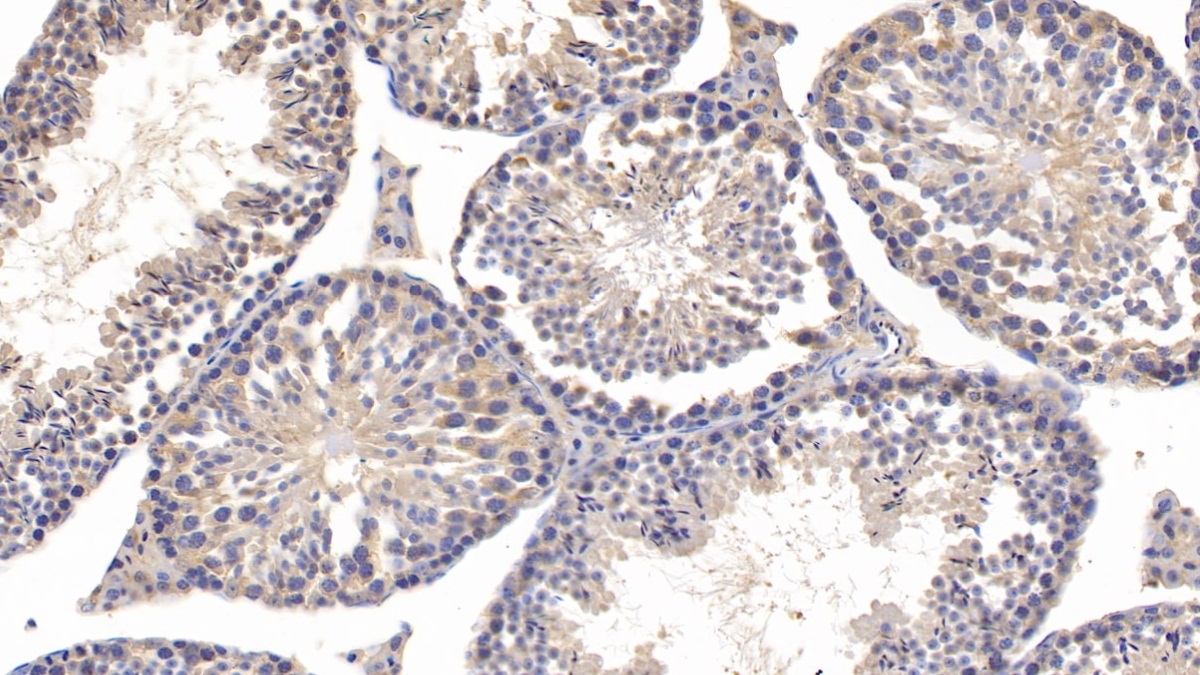 Monoclonal Antibody to Cyclophilin A (CYPA)