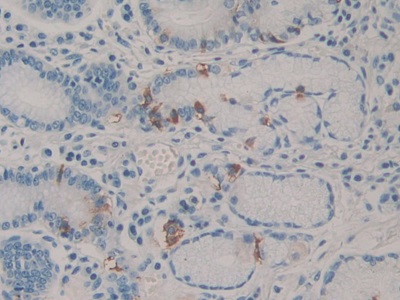 Monoclonal Antibody to Cholecystokinin 8 (CCK8)