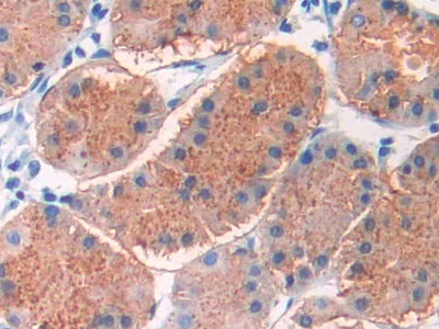 Monoclonal Antibody to Cholecystokinin 8 (CCK8)